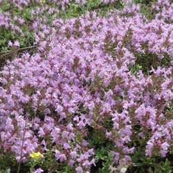 Thymus serpyllum